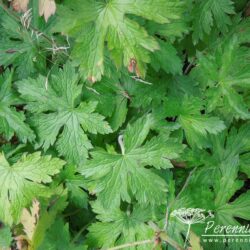 Geranium x oxonianum f. thurstonianum