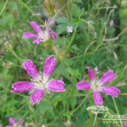 Geranium x oxonianum f. thurstonianum