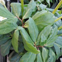 Helleborus niger Josef Lemper