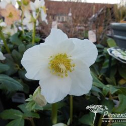 Helleborus niger Josef Lemper