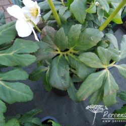 Helleborus niger Josef Lemper