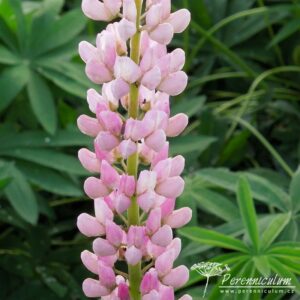 Lupinus Gallery Pink
