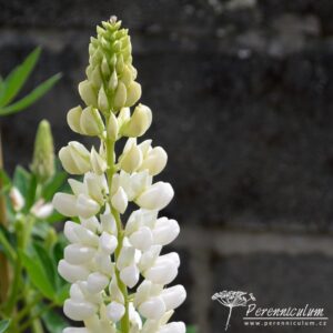 Lupinus Noble Maiden