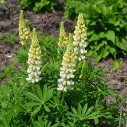 Lupinus Noble Maiden