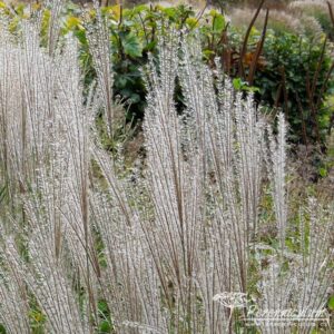 Miscanthus sinensis Kleine Silberspinne