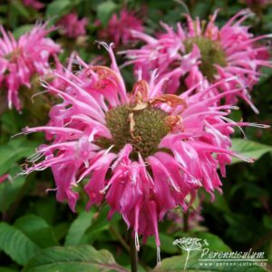Monarda Melissa