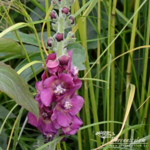 Verbascum Cherry Helen