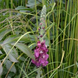 Verbascum Cherry Helen