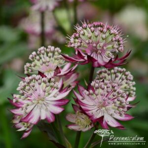 Astrantia major Rubra