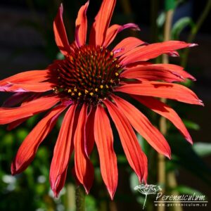 Echinacea Hot Summer