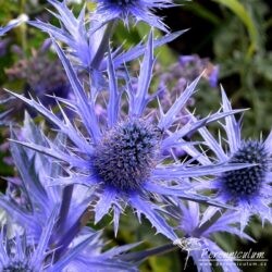 Eryngium × zabelii Eryngium × zabelii