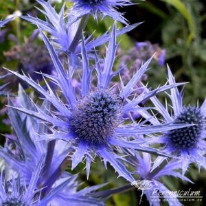 Eryngium x zabelii Big Blue