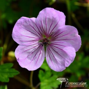 Geranium Joy