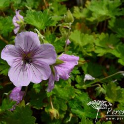Geranium Joy