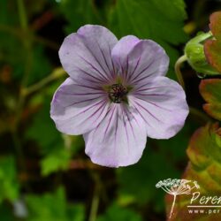 Geranium Joy