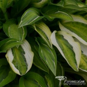 Hosta Hanky Panky