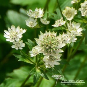 Astrantia major Star of Billion 01 1