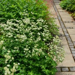 Astrantia major Star of Billion