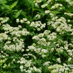 Astrantia major Star of Billion