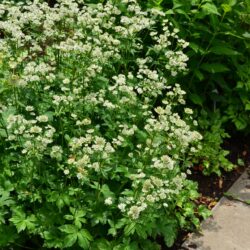 Astrantia major Star of Billion