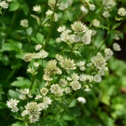 Astrantia major Star of Billion