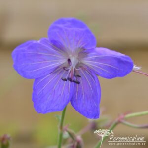 Geranium Johnson's Blue