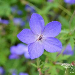 Geranium Johnsons Blue