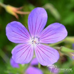 Geranium Geranium