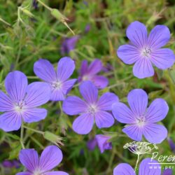 Geranium Nimbus