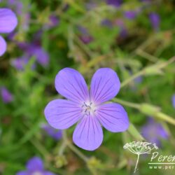 Geranium Nimbus