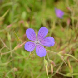 Geranium Nimbus