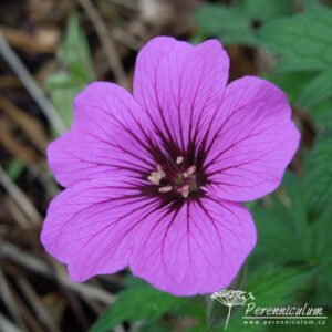 Geranium Patricia