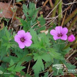 Geranium Patricia