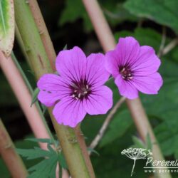 Geranium Patricia