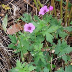 Geranium Patricia