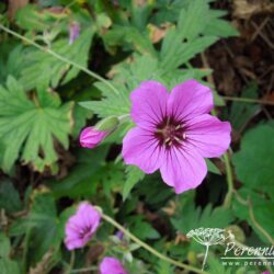 Geranium Patricia