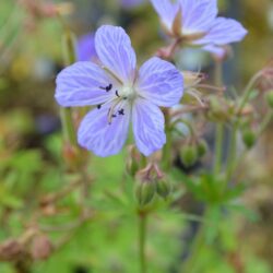 Geranium pratense Mrs Kendall Clark