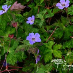 Geranium wallichianum Buxton's Variety