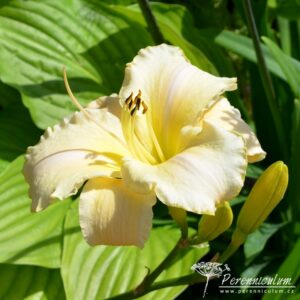 Hemerocallis Arctic Snow