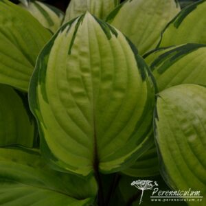 Hosta Paradise Island