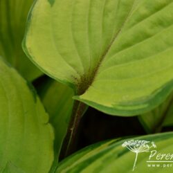 Hosta Paradise Island