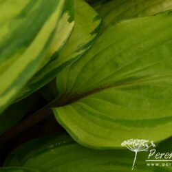 Hosta Paradise Island