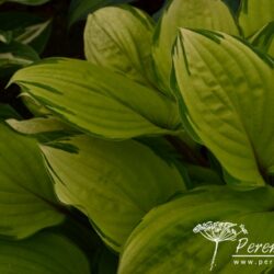 Hosta Paradise Island