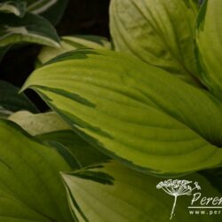 Hosta Paradise Island
