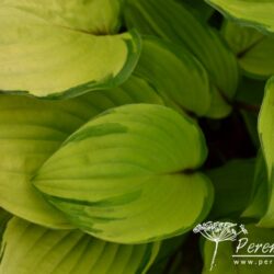 Hosta Paradise Island