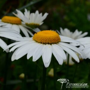 Leucanthemum x superbum Snowcap