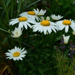 Leucanthemum x superbum Snowcap
