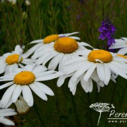 Leucanthemum x superbum Snowcap