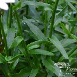 Leucanthemum x superbum Snowcap