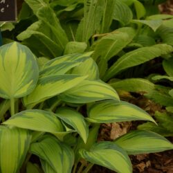 Hosta June